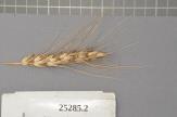 Click for 1 image(s) for this accession. Spike